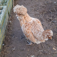 Gallina di Razza PADOVANA