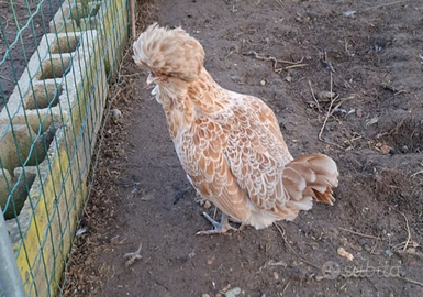 Gallina di Razza PADOVANA