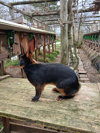 Lepri nero focate e lepri rosso volpe