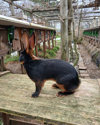 Lepri nero focate e lepri rosso volpe