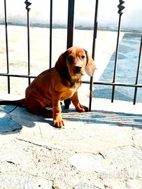 Cucciolo di Alpenlaendische Dachsbracke