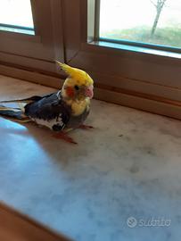 Coppie di Rosecollis e Calopsite