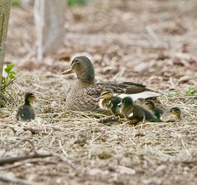 Anatre e anatroccoli