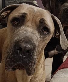 Cane corso femmina