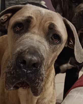 Cane corso femmina