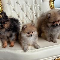 Volpini di Pomerania