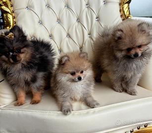 Volpini di Pomerania