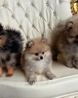 Volpini di Pomerania