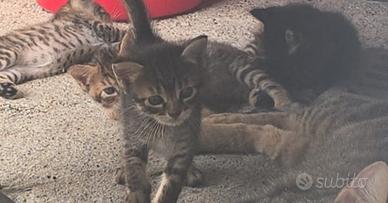 Due gattini 