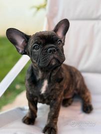Bulldog francese