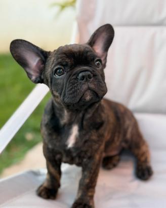Bulldog francese