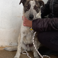 Honey tg media da adottare