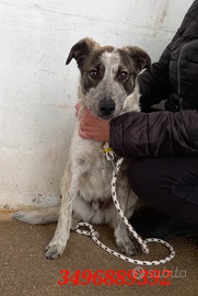 Honey tg media da adottare