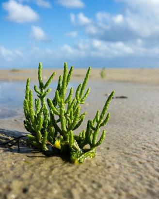 Salicornia europea (utilizzabile in cucina)