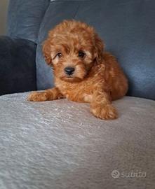 Cuccioli di barboncini