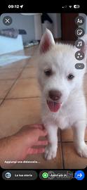 Cucciolo cane Husky
