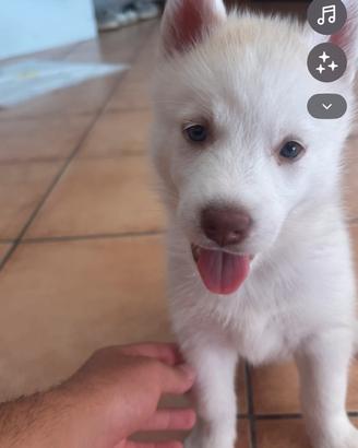 Cucciolo cane Husky