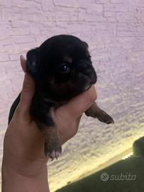 Cuccioli chihuahua