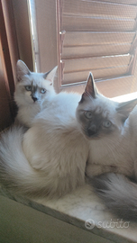 SIBERIANI Neva Masquerade