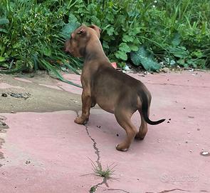 Cuccioli american Pitbull terrier