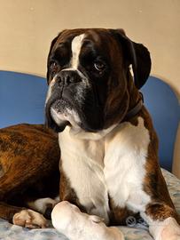 Boxer maschio tigrato per monta con pedigree