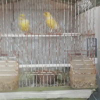 Coppia canarini colore giallo