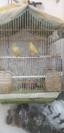 Coppia canarini colore giallo