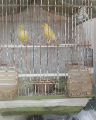 Coppia canarini colore giallo