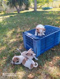 Jack russell
