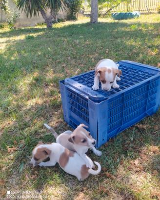 Jack russell