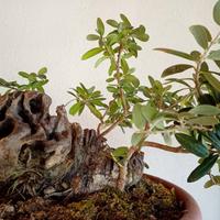 Prebonsai ulivo