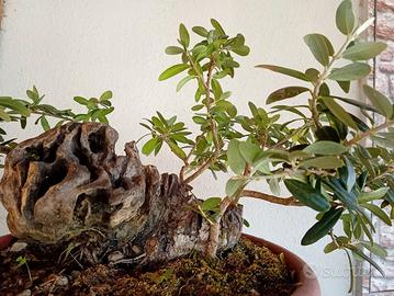 Prebonsai ulivo