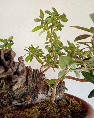 Prebonsai ulivo