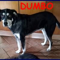 DUMBO 4 anni e mezzo non ha ancora una famiglia