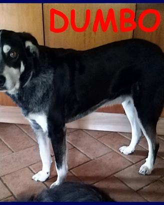 DUMBO 4 anni e mezzo non ha ancora una famiglia