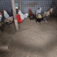 Incrocio brahama/marans e marans
