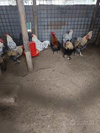 Incrocio brahama/marans e marans