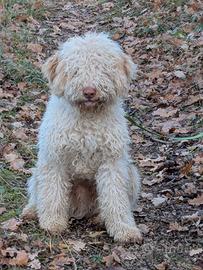 Lagotto