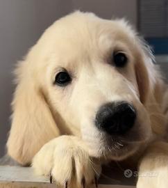 Cucciolo Golden Retriever linea inglese