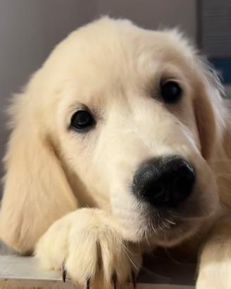 Cucciolo Golden Retriever linea inglese