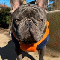 Bulldog francese per monta di ALTISSIMO LIVELLO