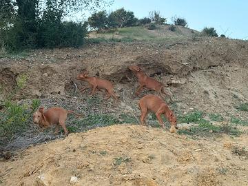 cuccioli cirneco dell'Etna 