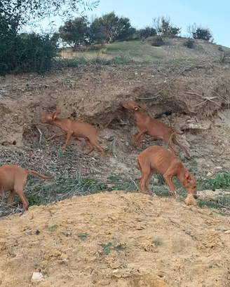 cuccioli cirneco dell'Etna 