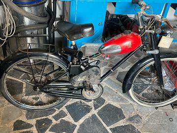 Bianchi aquilotto