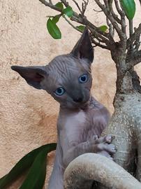 Cucciolo di Sphynx