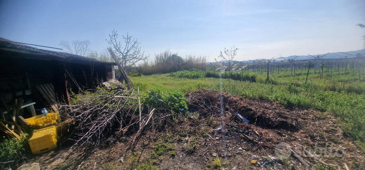 Rustico a Città Sant'Angelo (PE) - Cipressi - Altro