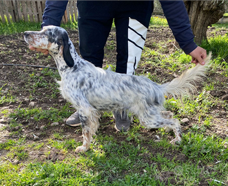 Setter inglese femmina