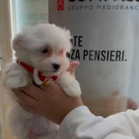 Maltese super bello