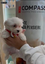 Maltese super bello
