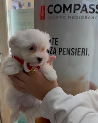 Maltese super bello